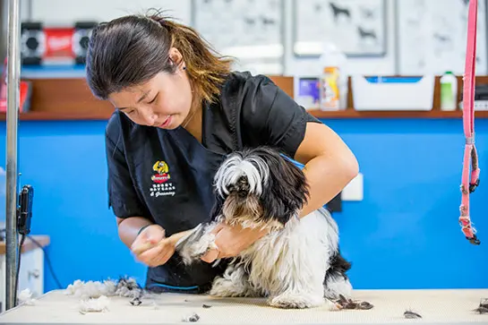 Scruffy's doggy sales daycare