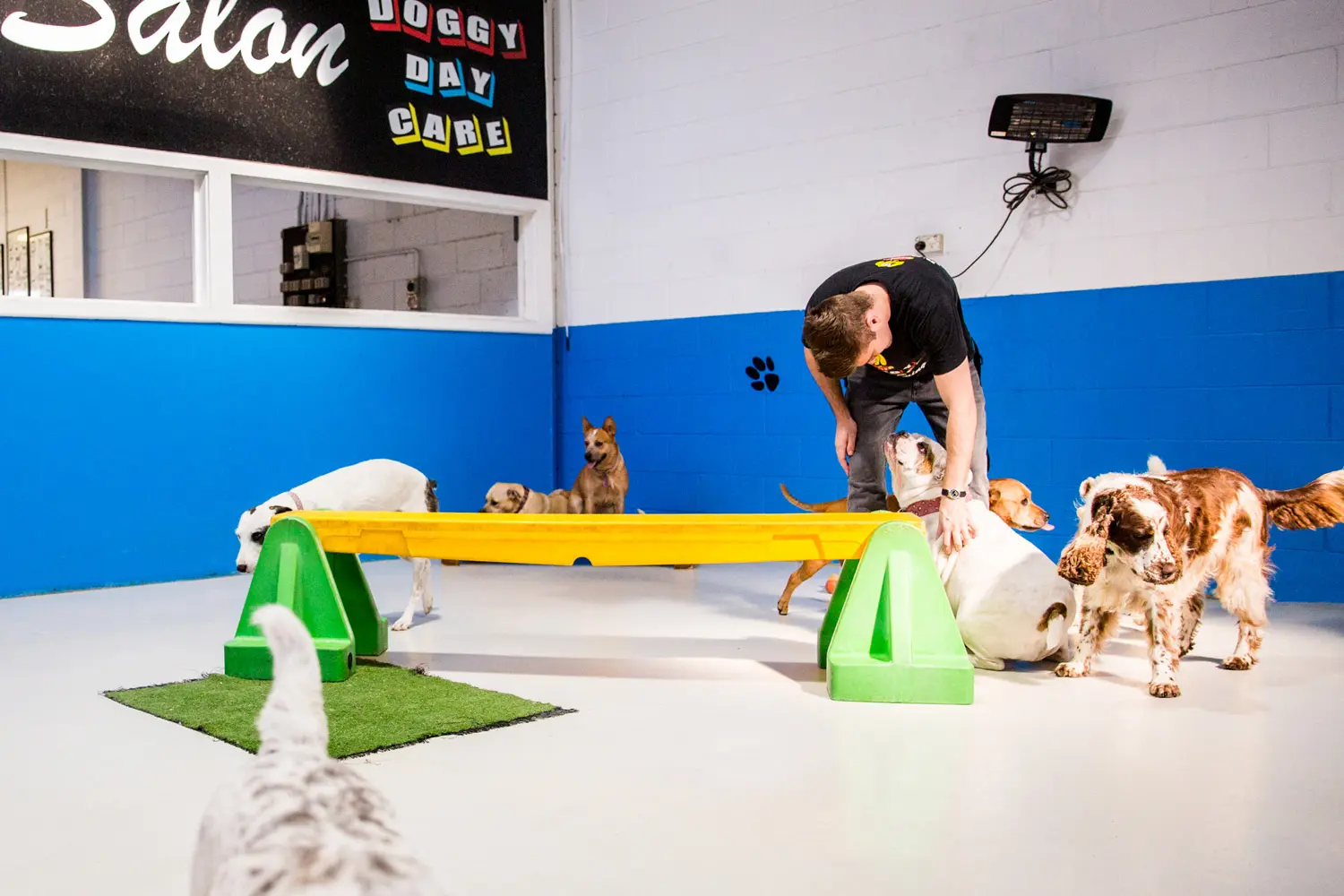 Doggy Daycare at Scruffys