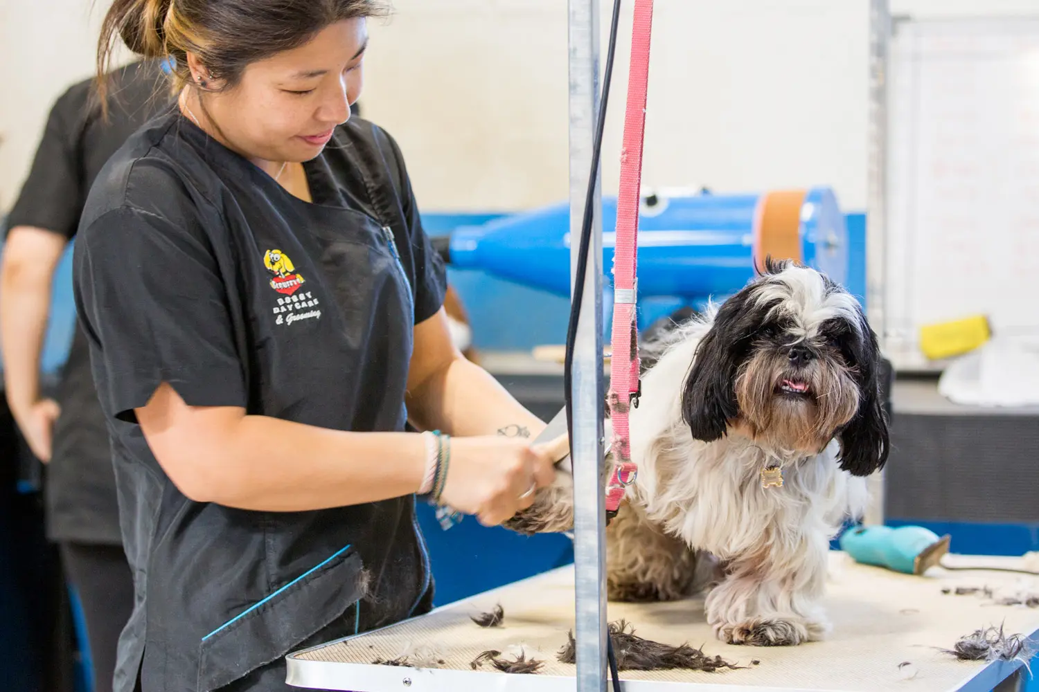 Pet Grooming at Scruffys