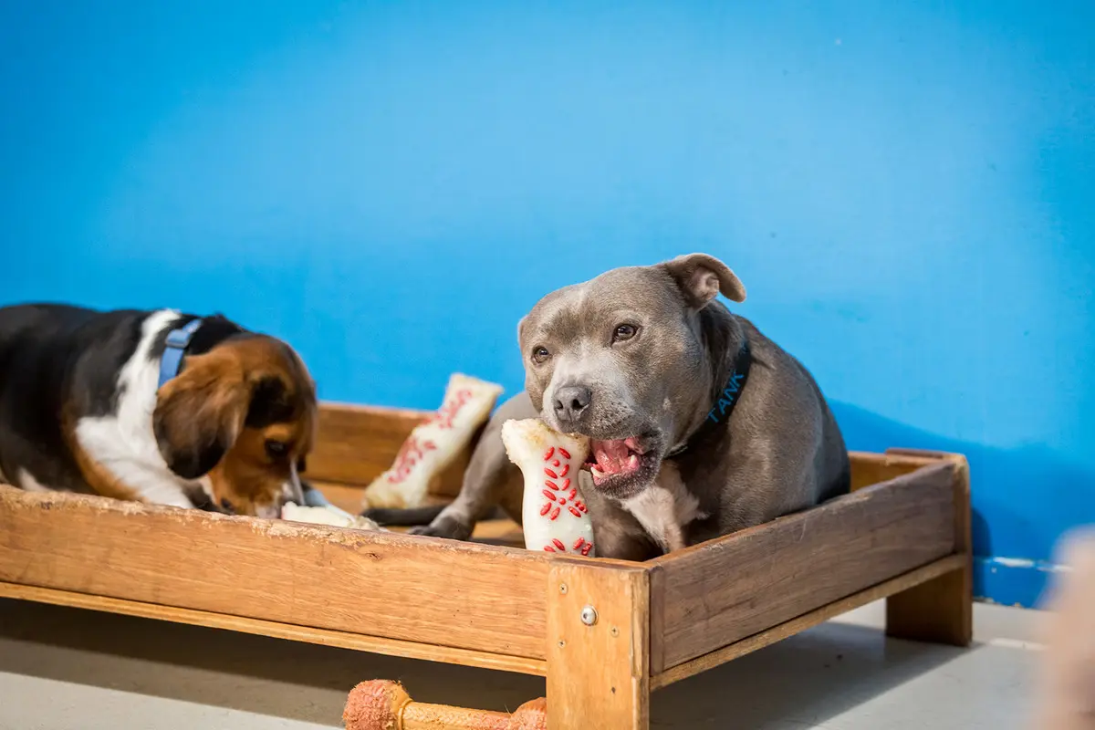 Dog lethargic store after doggy daycare