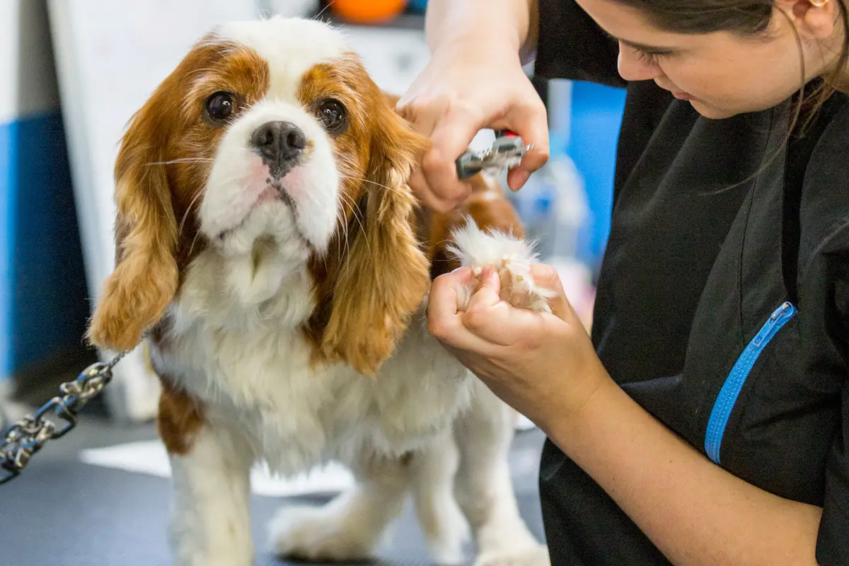 How do I positively introduce my (long-haired) puppy to the process of grooming?