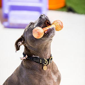 Toys and Obstacles