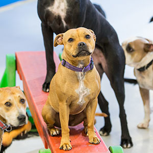Agility